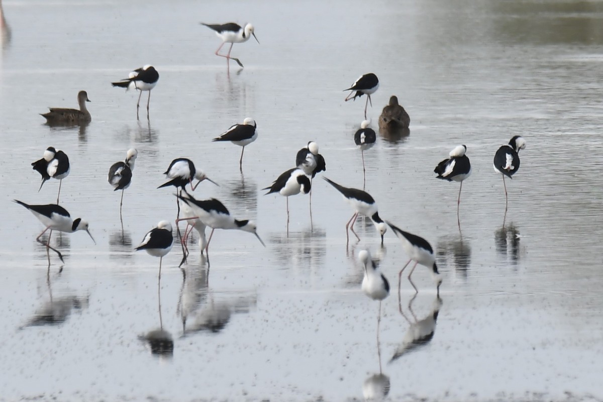 Pied Stilt - ML611152155