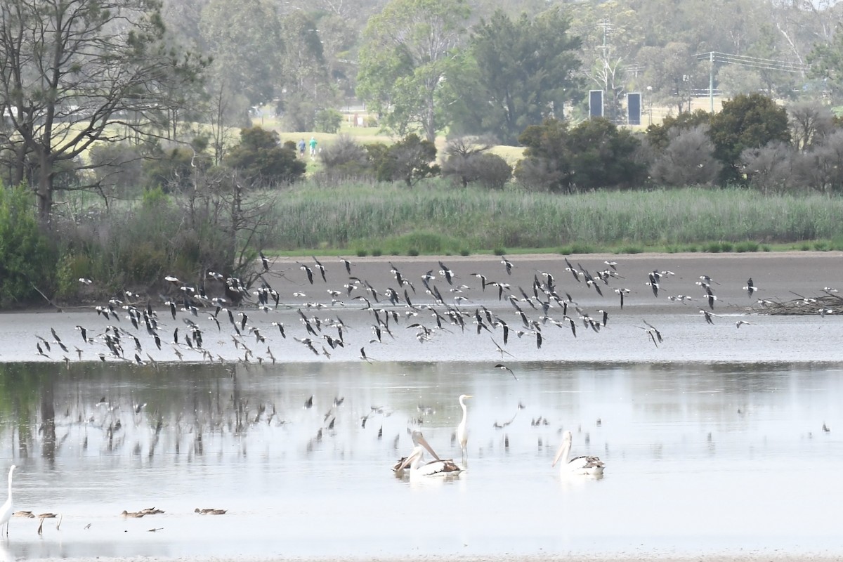 Pied Stilt - ML611152159