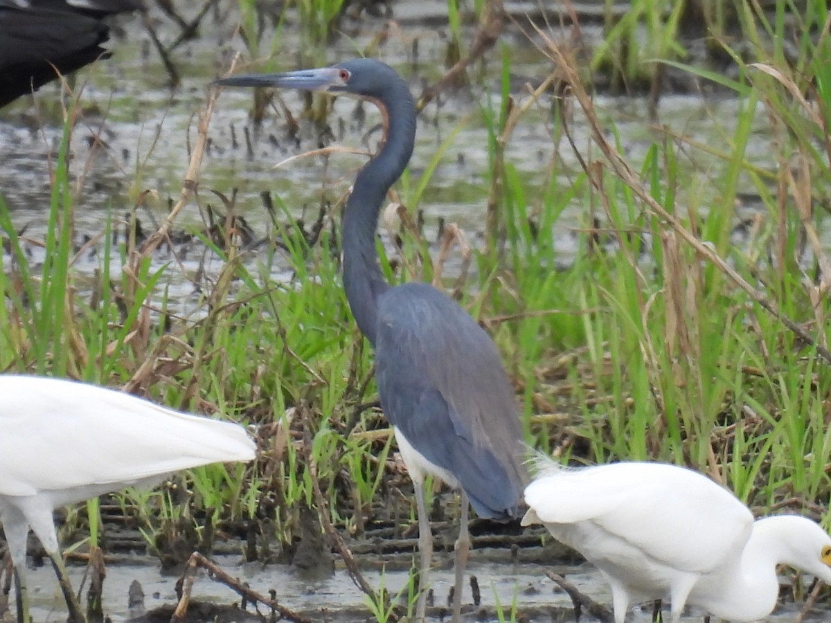 Tricolored Heron - ML611152164