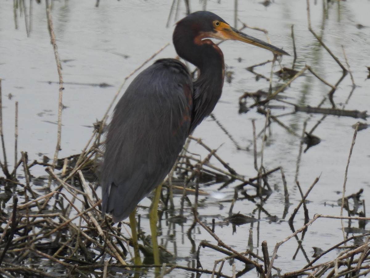 Tricolored Heron - ML611152189