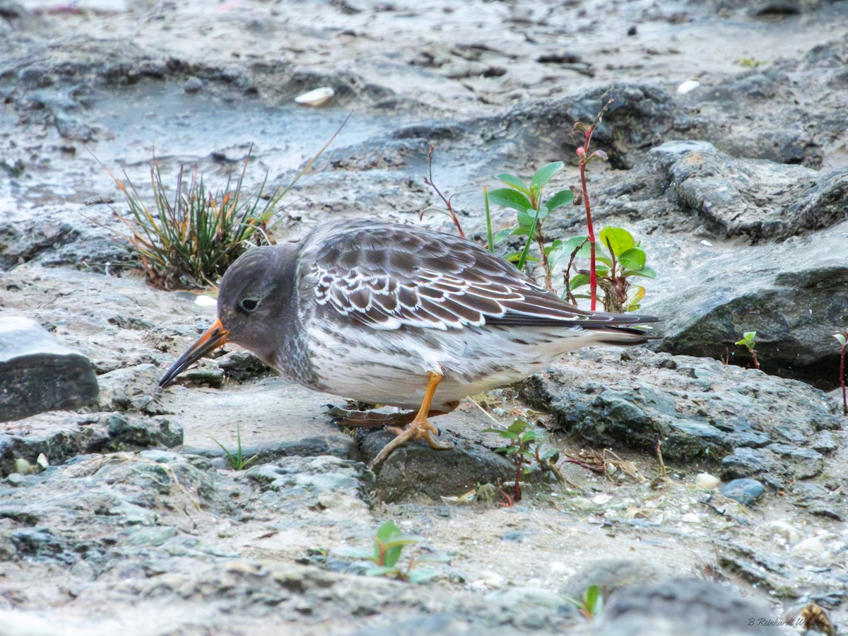 Purple Sandpiper - ML611152201