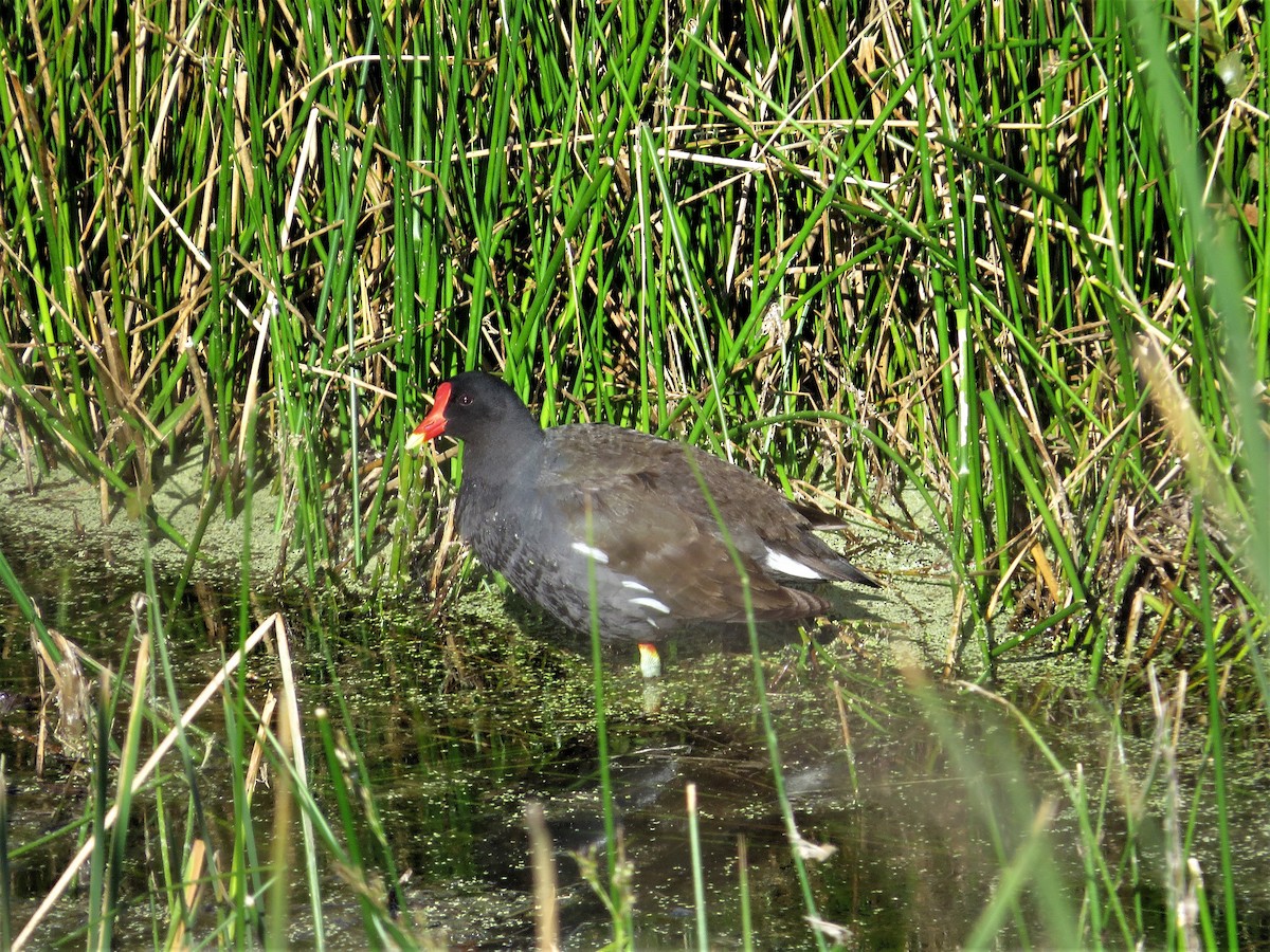 Gallinule d'Amérique - ML61115221