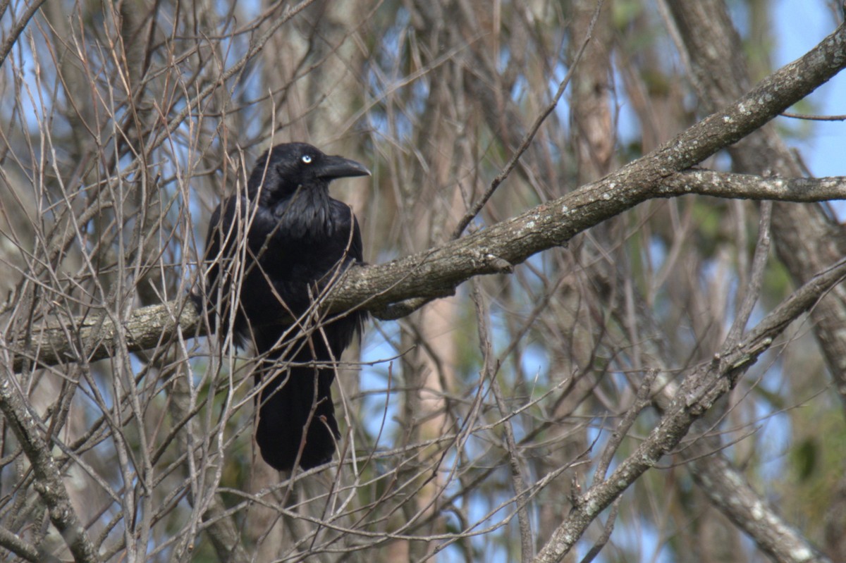 Australian Raven - ML611152219