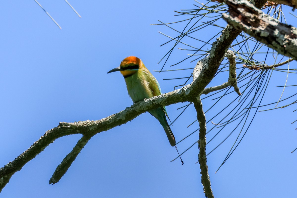 Rainbow Bee-eater - ML611152243