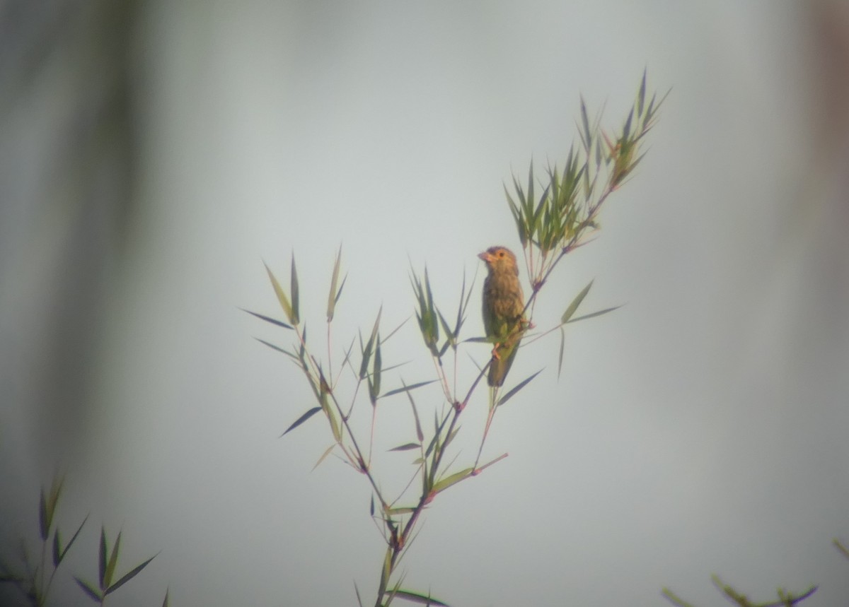 Lineated Barbet - Wieland Heim