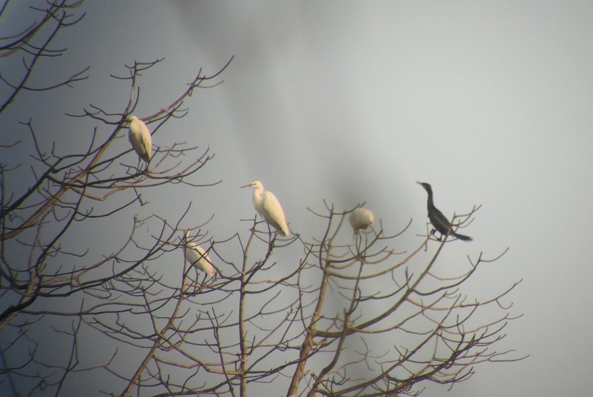 Little Cormorant - Wieland Heim