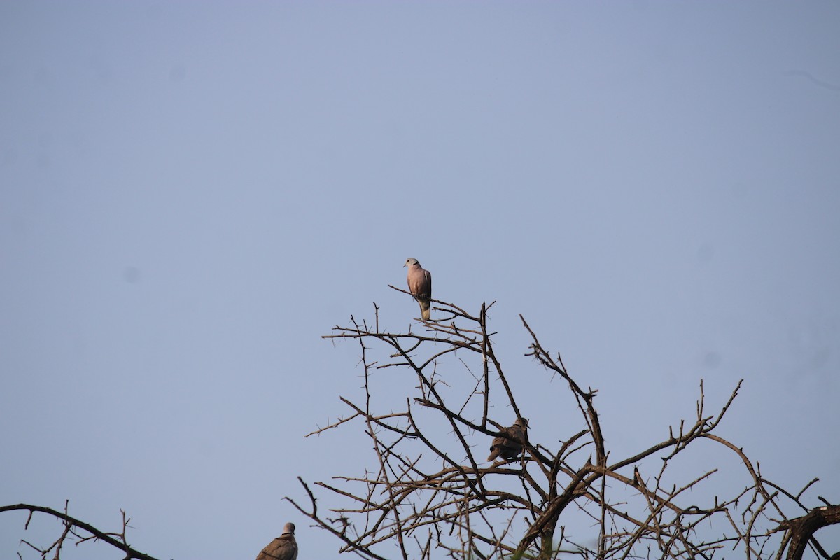 Red Collared-Dove - ML611152342