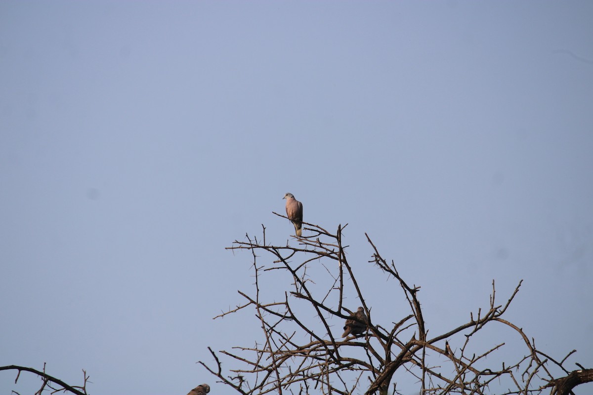 Red Collared-Dove - ML611152344