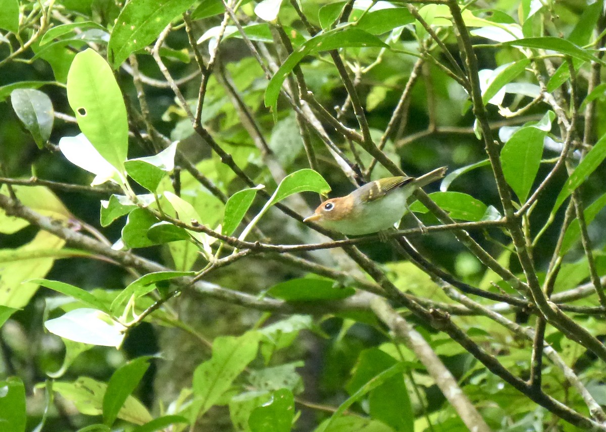 Sunda Warbler (Javan) - Rich Bayldon