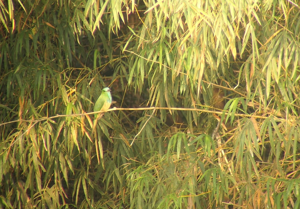 Blue-bearded Bee-eater - ML611152370