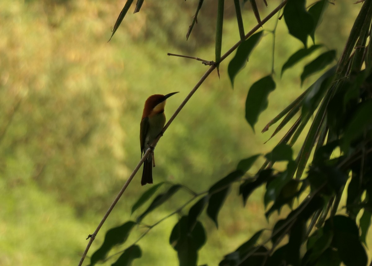 Chestnut-headed Bee-eater - ML611152384