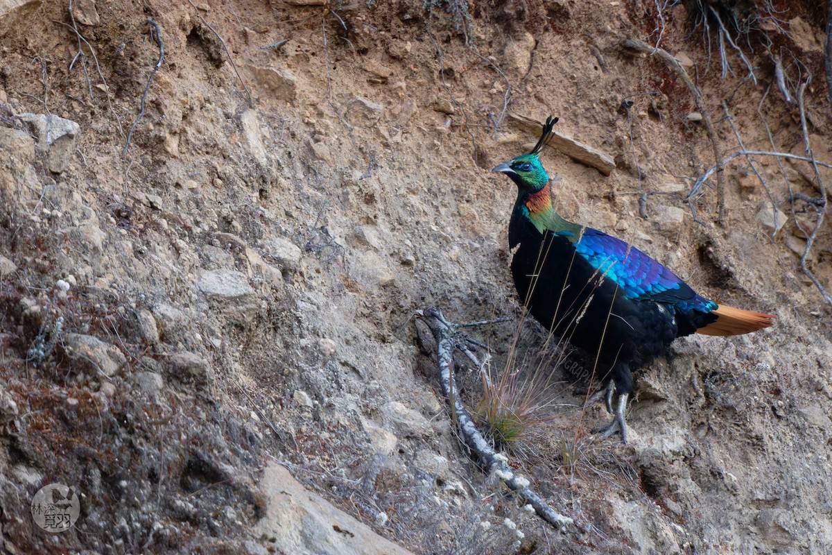 Himalayan Monal - ML611152393