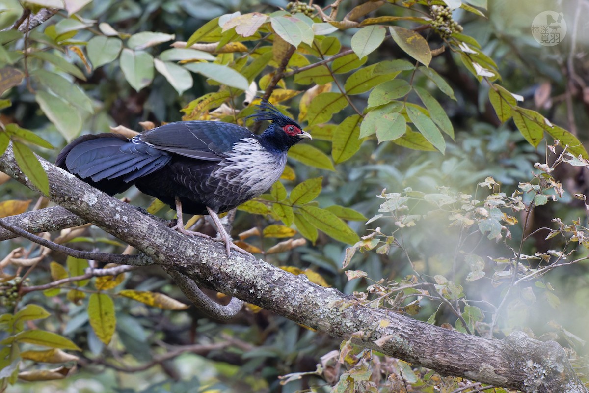 Kalij Pheasant - ML611152396