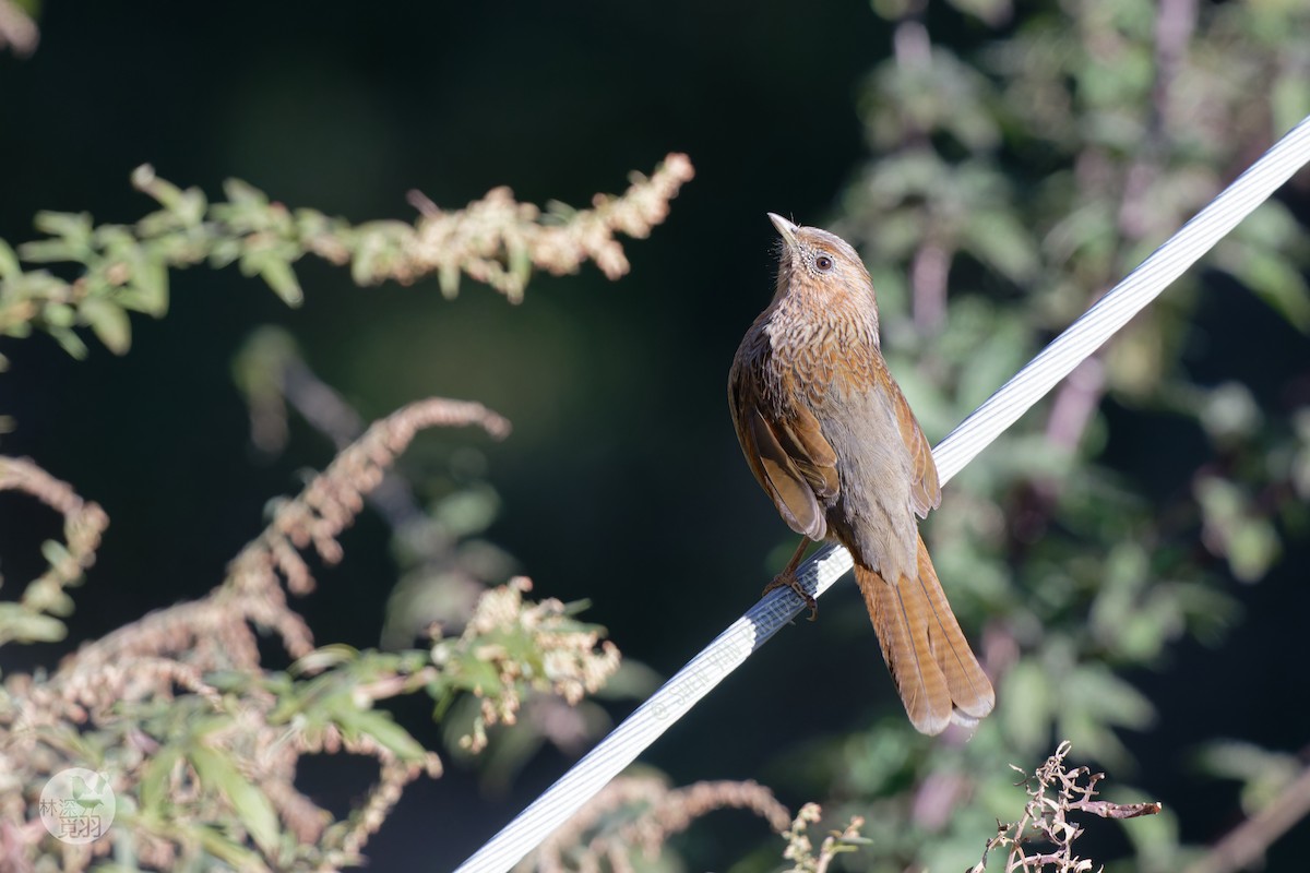 Streaked Laughingthrush - ML611152397