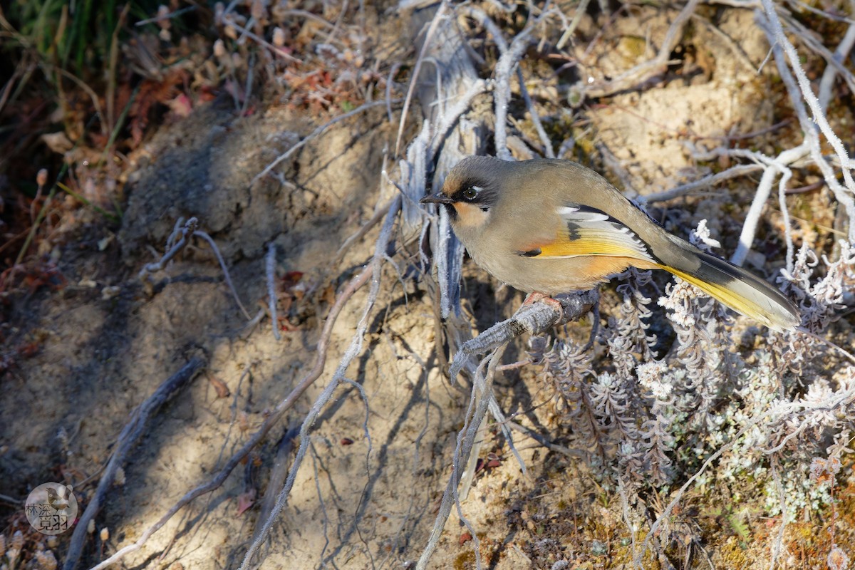 Variegated Laughingthrush - ML611152399