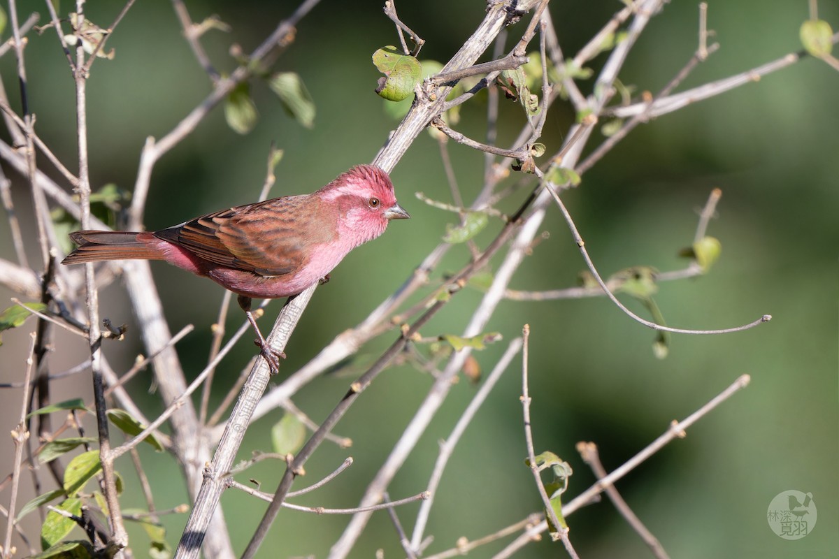 Pink-browed Rosefinch - ML611152400
