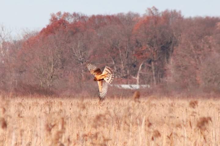 Northern Harrier - Russ Sulich