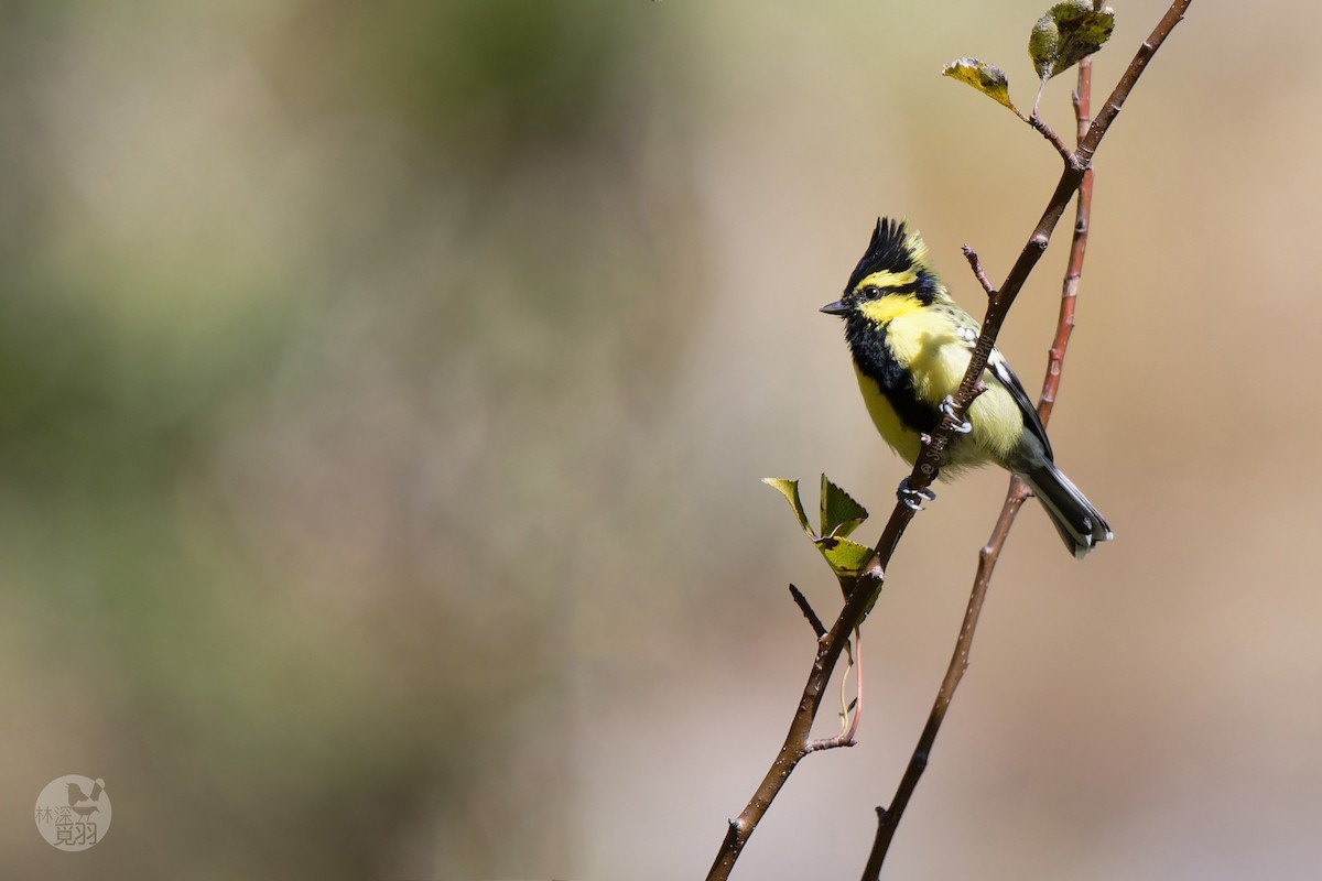 Himalayan Black-lored Tit - ML611152415