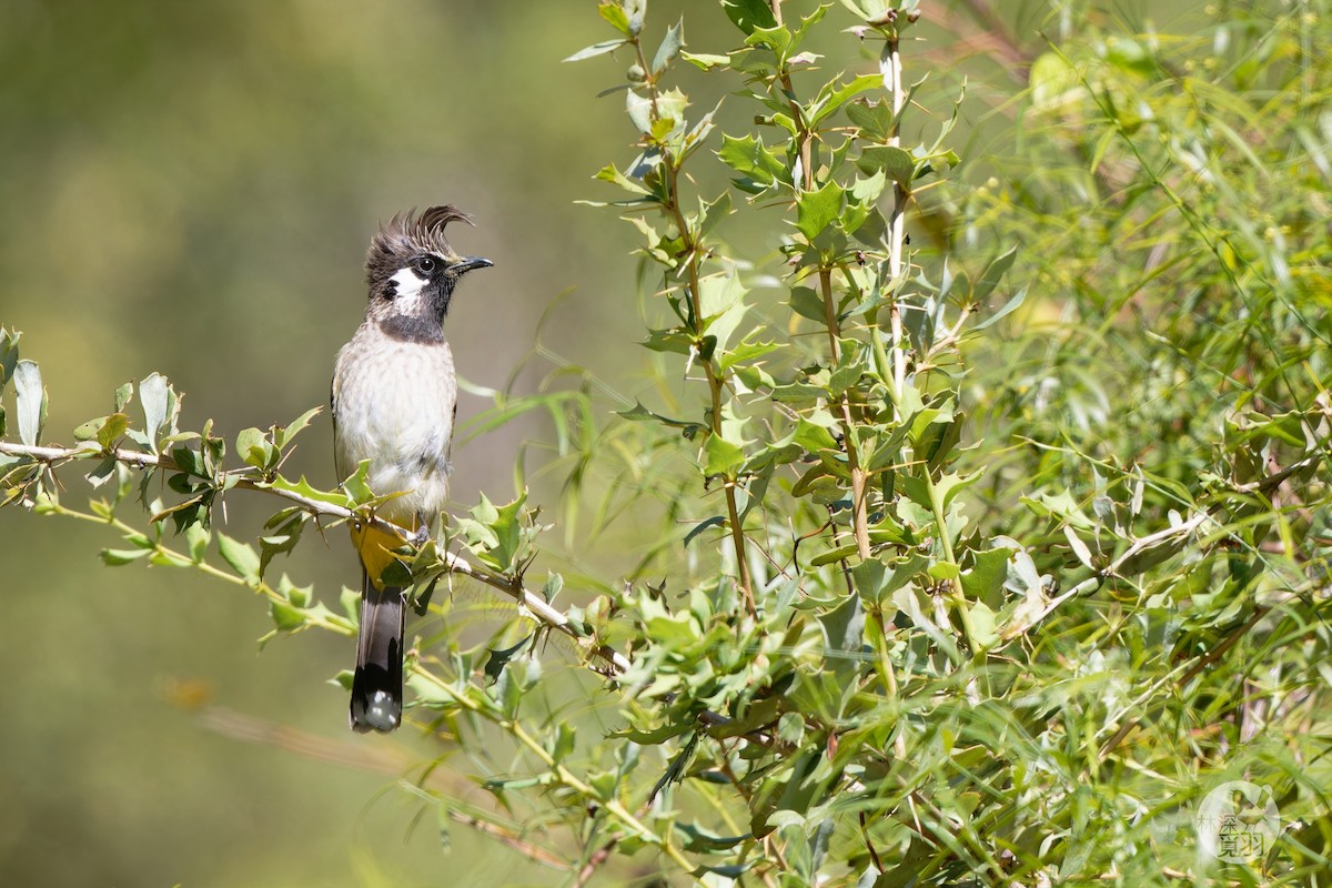 Himalayan Bulbul - ML611152425