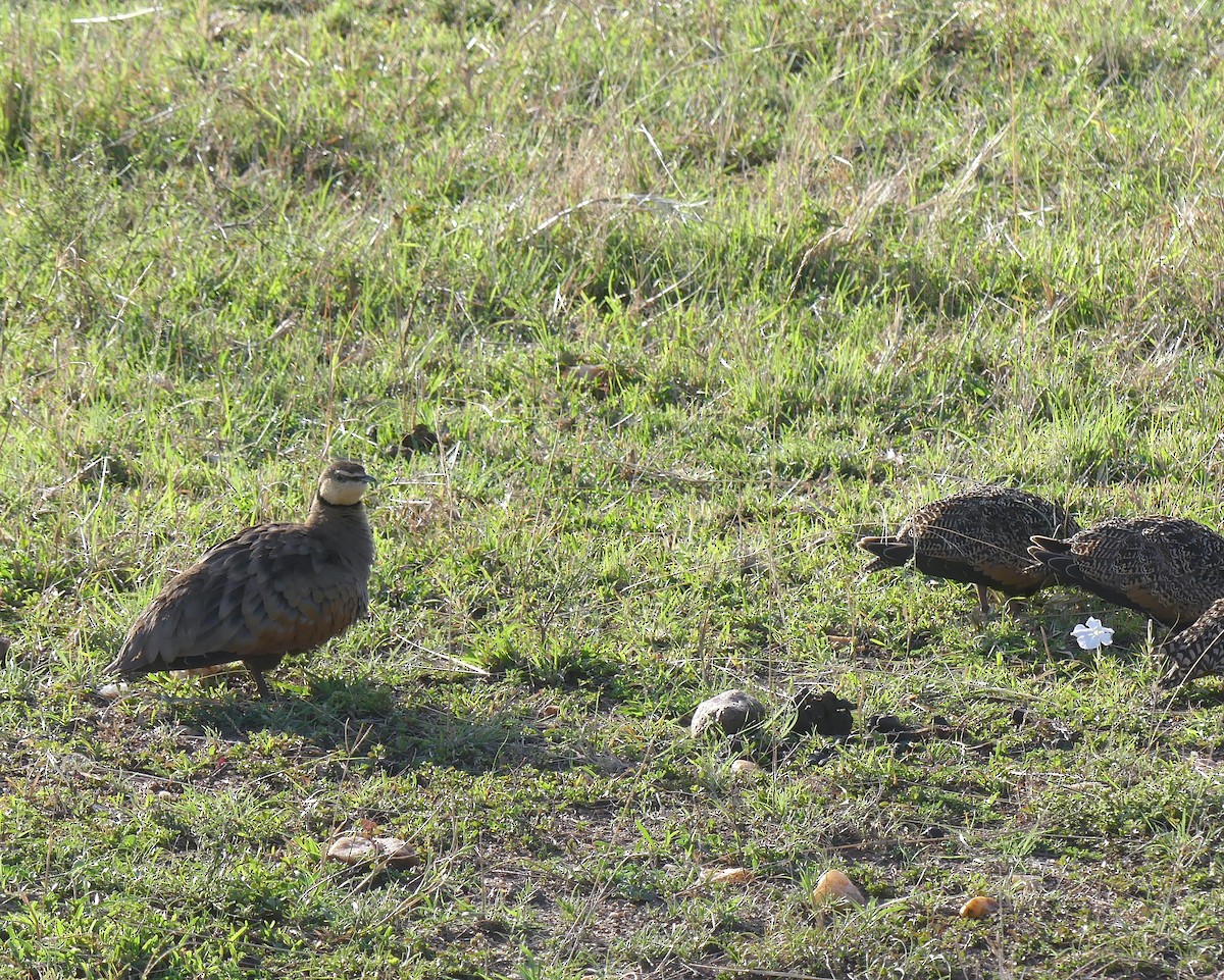 Yellow-throated Sandgrouse - ML611152648