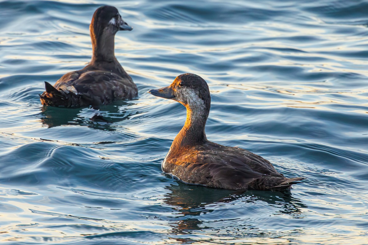 Black Scoter - Frank Lin