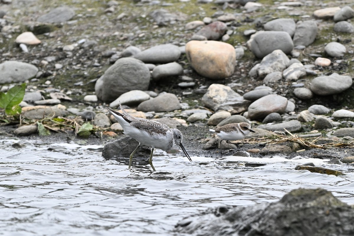 Common Greenshank - ML611152815