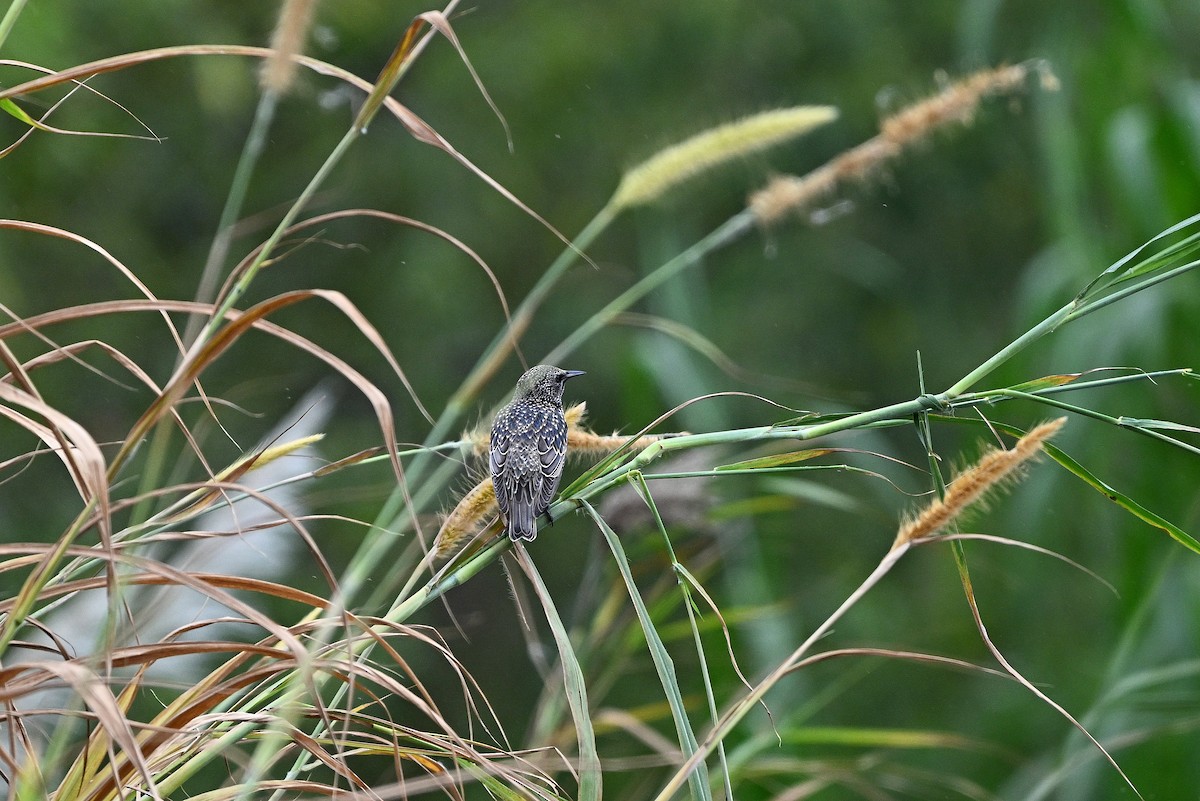 European Starling - ML611152825