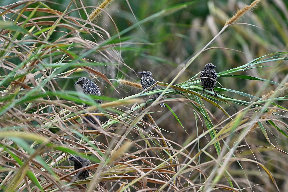 European Starling - ML611152827