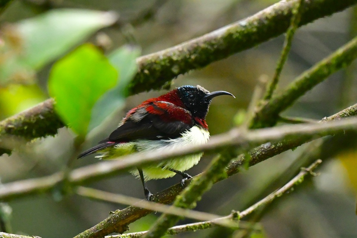 Crimson-backed Sunbird - ML611152831