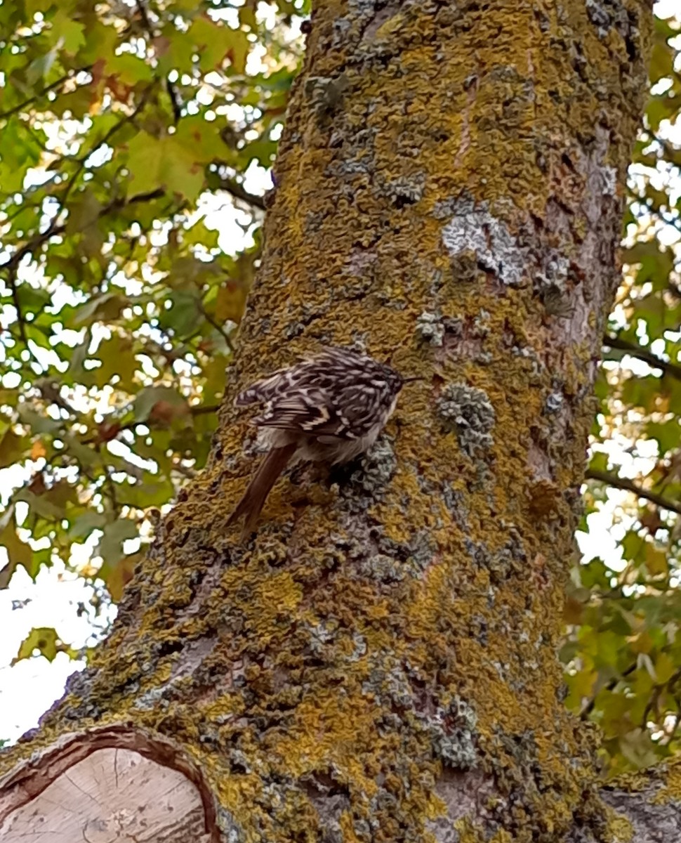 Short-toed Treecreeper - Hugo De la Fuente Delgado