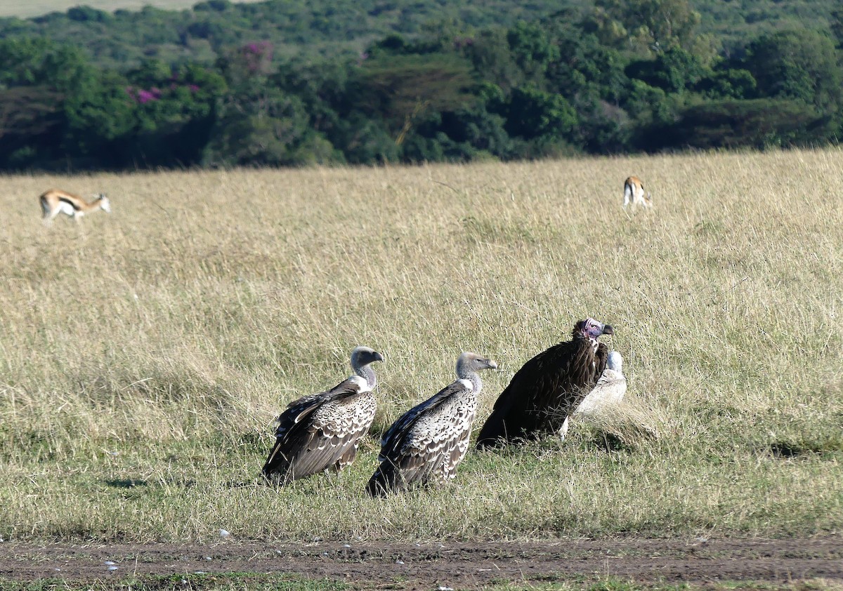 White-backed Vulture - ML611152892