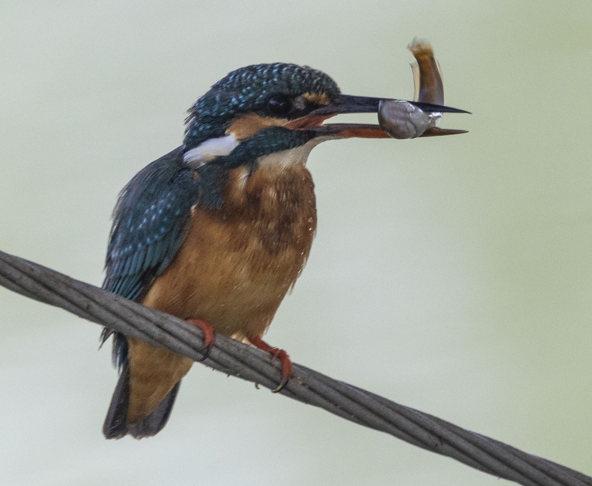 Common Kingfisher - ML611152988