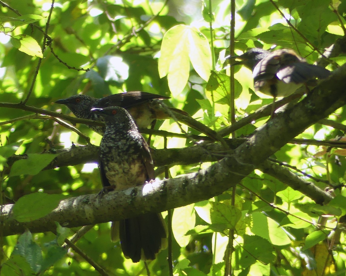 Hinde's Pied-Babbler - ML611153002