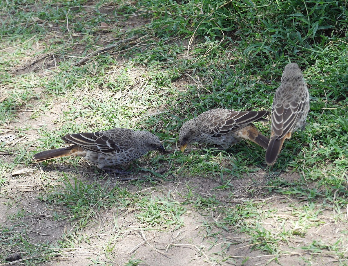 Rufous-tailed Weaver - ML611153056
