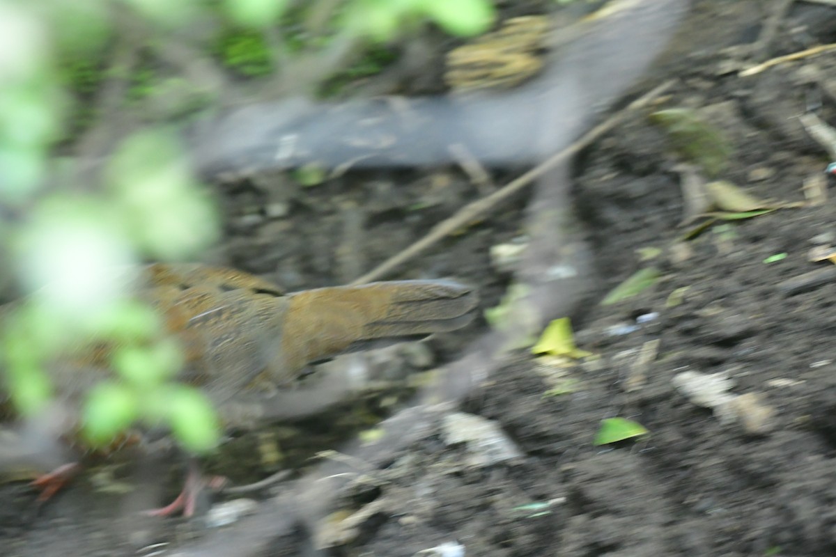 Red Spurfowl - ML611153070