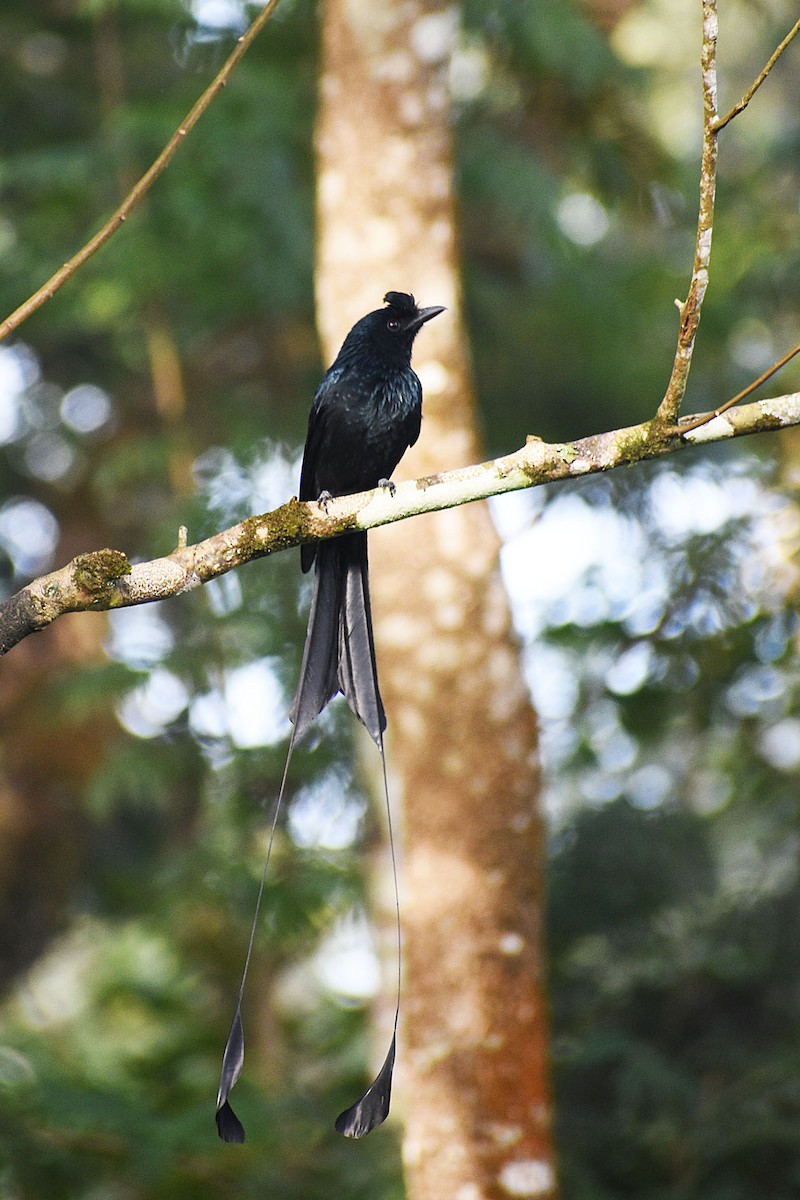 Greater Racket-tailed Drongo - ML611153097