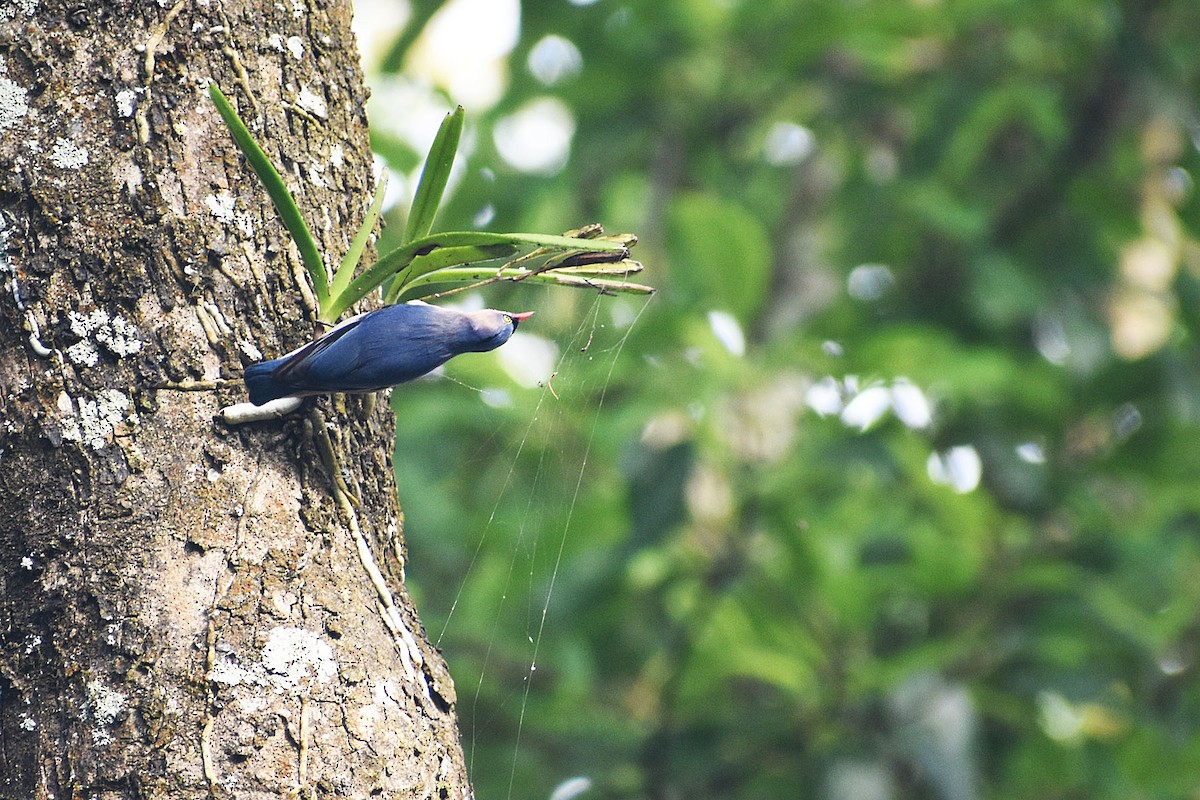 Velvet-fronted Nuthatch - ML611153101