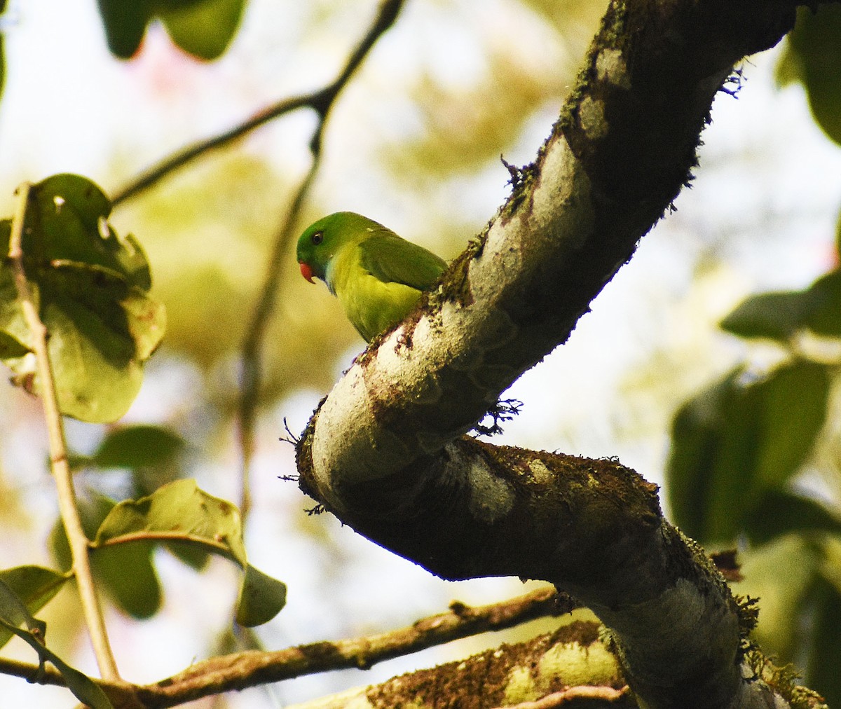 Vernal Hanging-Parrot - ML611153108