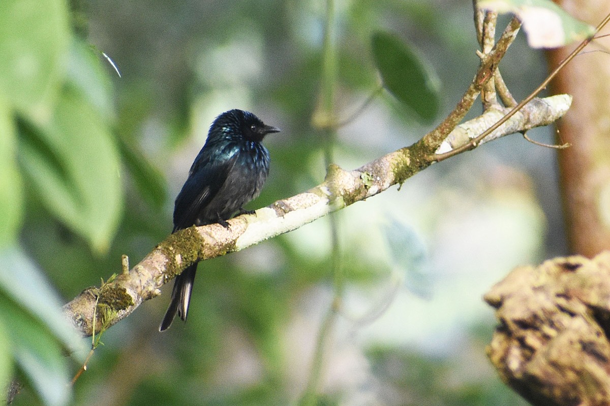 Bronzed Drongo - ML611153110
