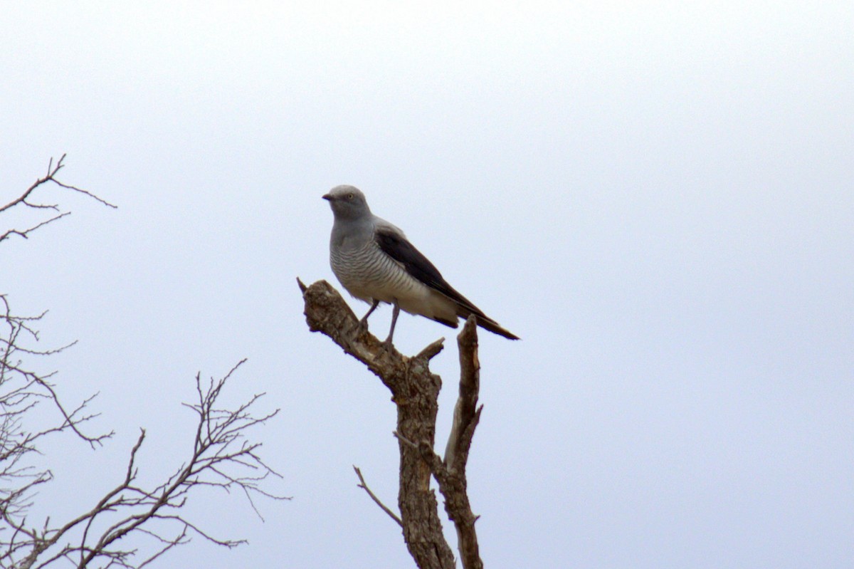 Ground Cuckooshrike - ML611153158