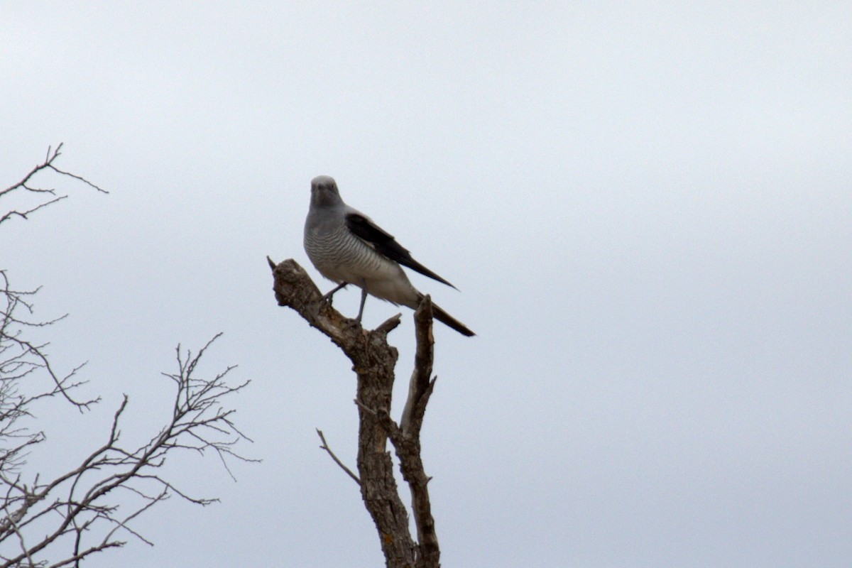 Ground Cuckooshrike - ML611153160