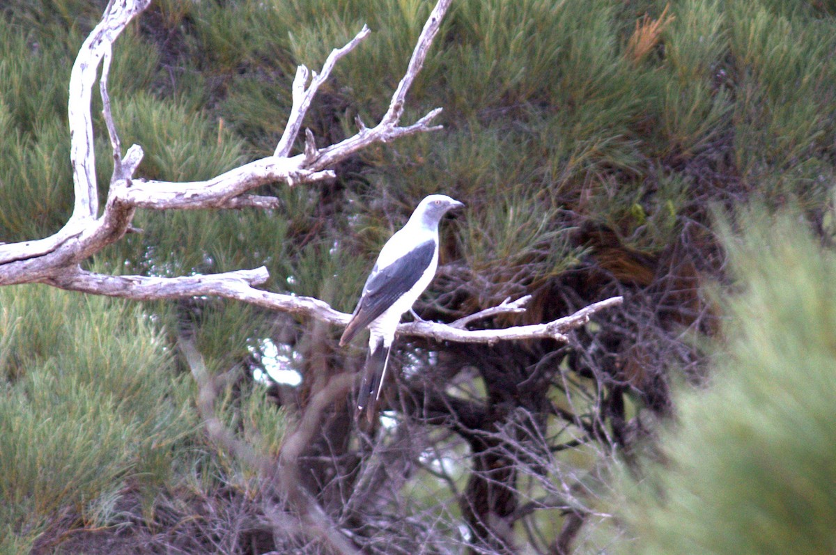 Ground Cuckooshrike - ML611153163