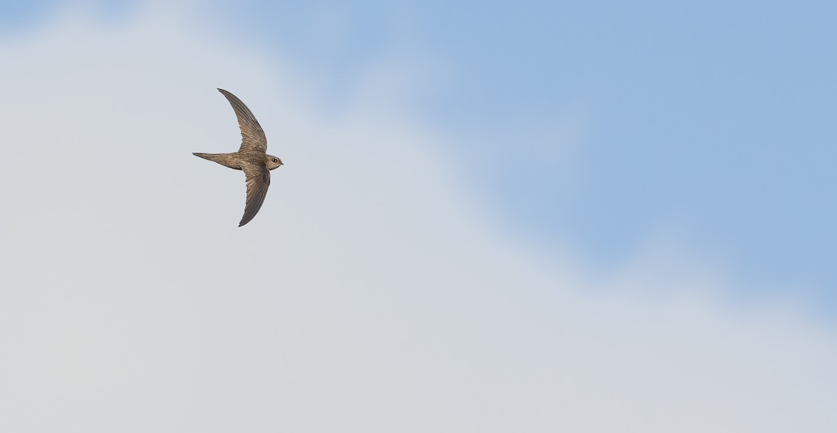 Cape Verde Swift - ML611153190