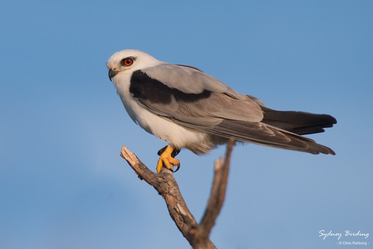 Black-shouldered Kite - ML611153196