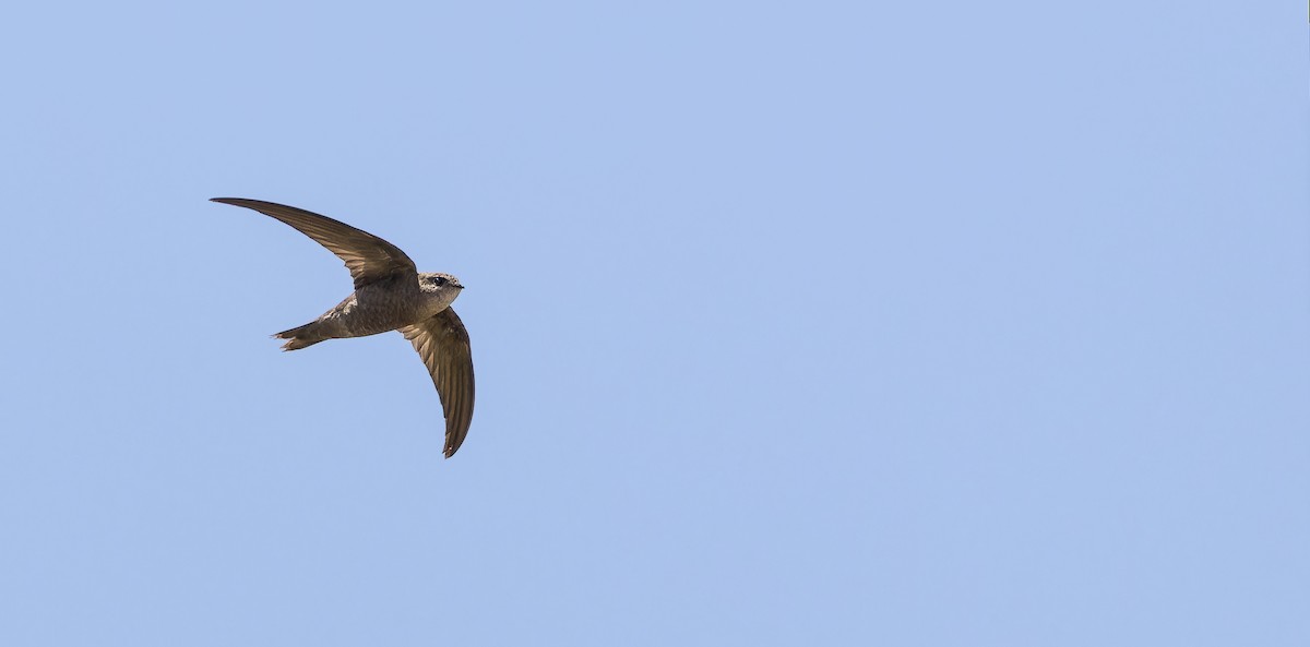 Cape Verde Swift - ML611153207