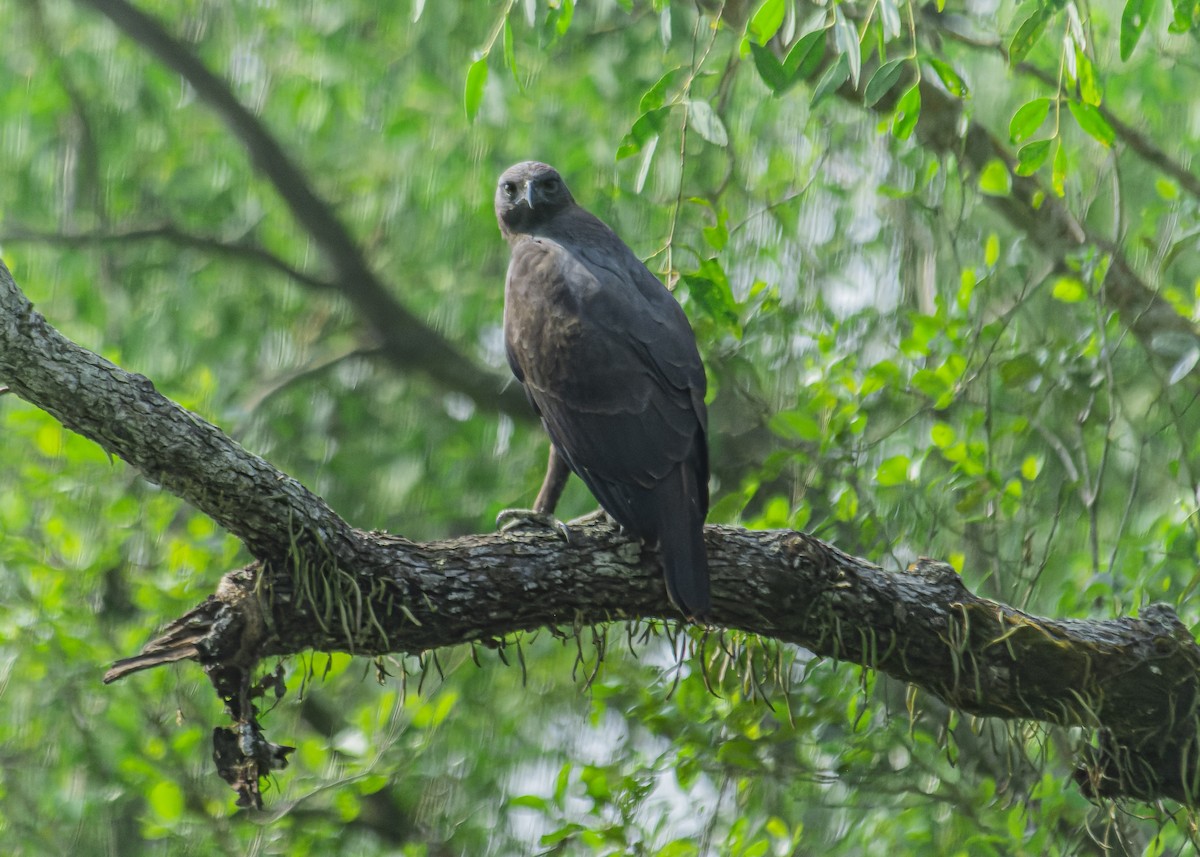 Changeable Hawk-Eagle - ML611153245