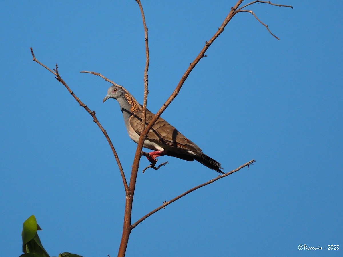 Bar-shouldered Dove - ML611153371