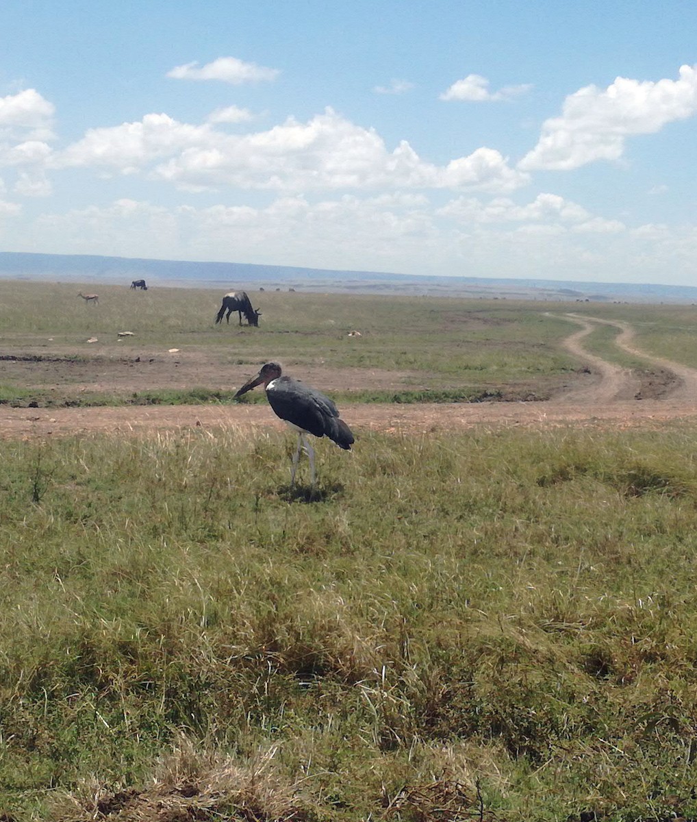 Marabou Stork - ML611153395