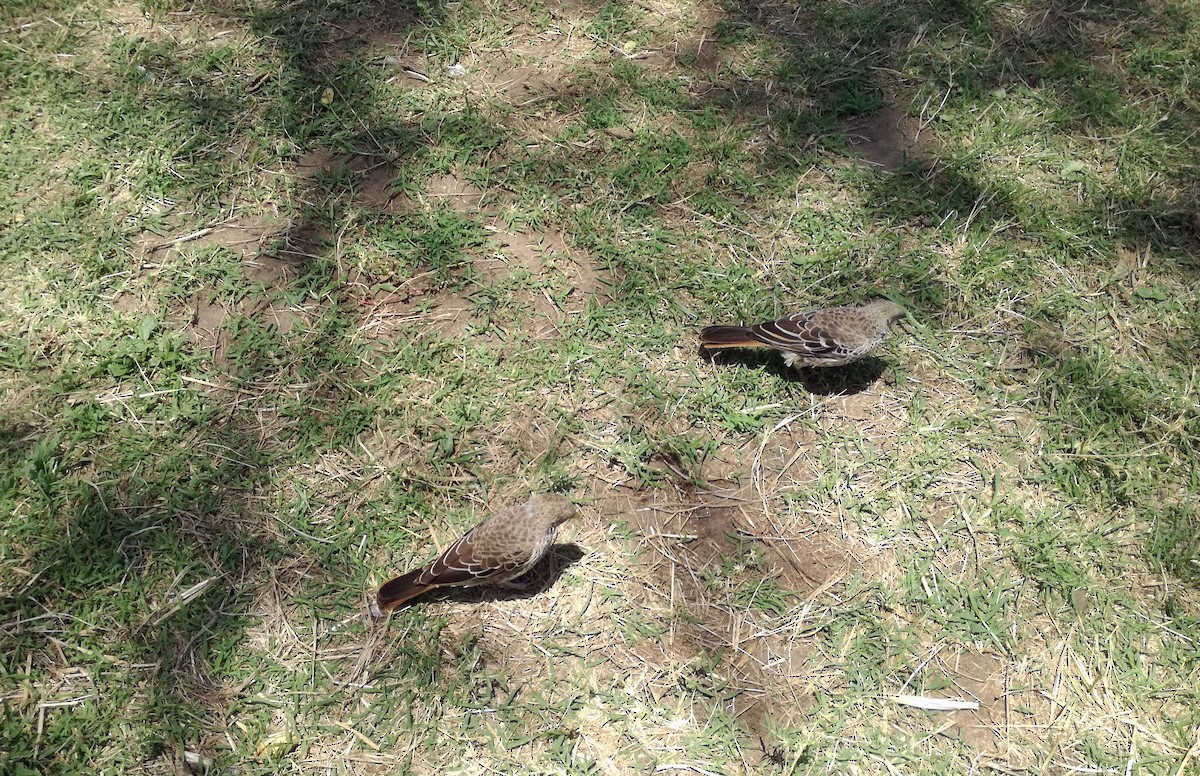 Rufous-tailed Weaver - ML611153416