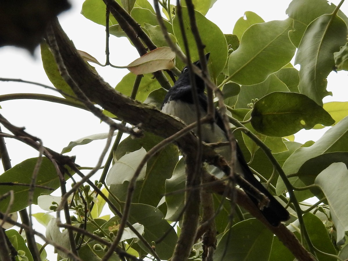 Satin Flycatcher - ML611153455